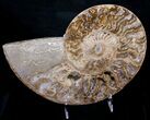 Beautiful Choffaticeras Ammonite - Half #8729-1